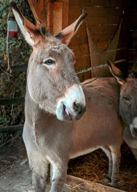 Cheerful Donkey Photograph By Loredana Gallo Migliorini Fine Art America