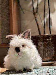 Full Grown Lionhead Rabbit