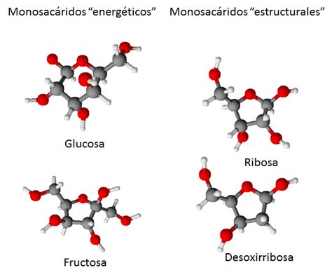 B.log.ia 2.0: Las biomoléculas orgánicas