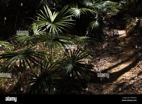 Pebbly Beach at Murramarang National Park in Australia Stock Photo - Alamy