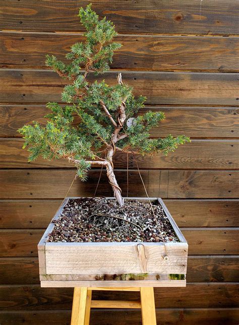 Shop Bonsai Los Angeles Kimura Bonsai Nursery