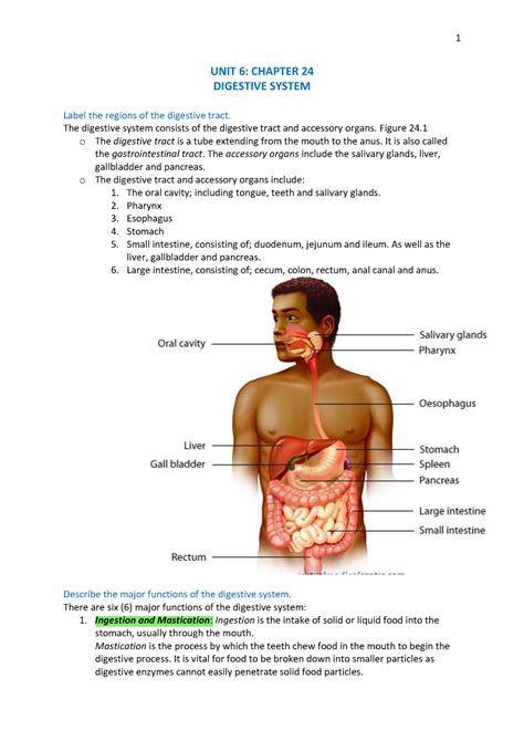 Digestive System Unit 6 Chapter 24 Digestive System Label The