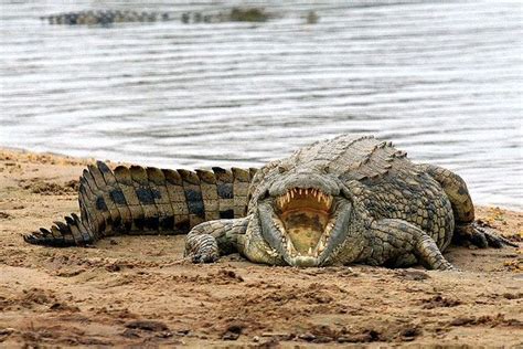 American Crocodile Crocodylus Acutus With Its Mouth Open Artofit