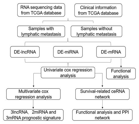 Frontiers Comprehensive Analysis Of Survival Related Lncrnas Mirnas