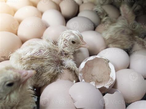 A Newborn Chick Emerges From The Egg Shell And Hatches In The Chicken