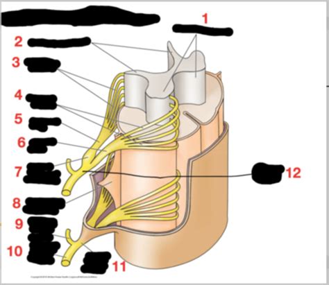 MSK Final Lecture 3 Back Myology Flashcards Quizlet