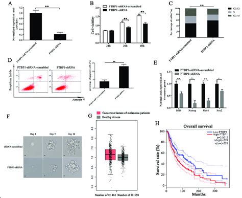 Role of PTBP1 in melanoma stem cells. A Knockdown of PTBP1 in melanoma ... 