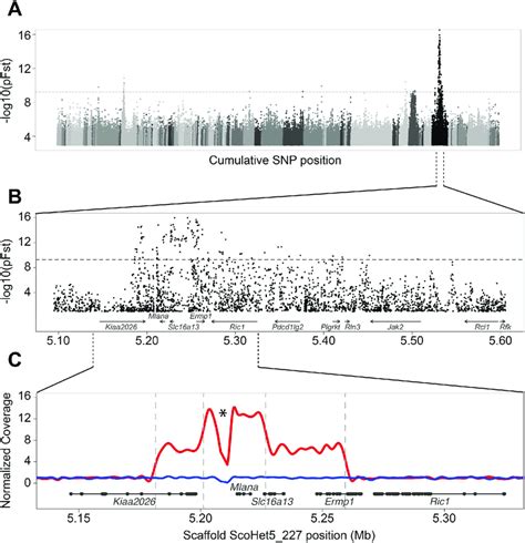 Almond Is Associated With A Cnv On A Sex Linked Genomic Scaffold A Download Scientific