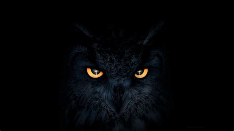 2560x1440 Owl Dark Glowing Eyes 1440P Resolution ,HD 4k Wallpapers ...