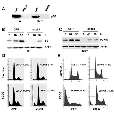 P53 Dependent P21 Mediated Growth Arrest Pre Empts And Protects Hct116