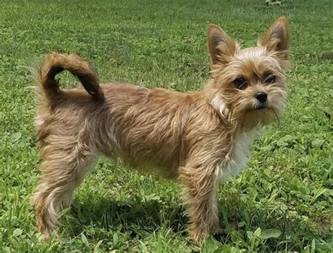 27 Adorable Yorkie Mixes - The Best Yorkshire Terrier Hybrids