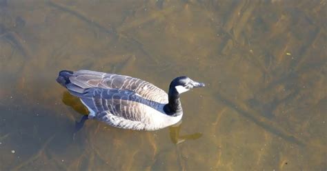 Giant Canada Goose Behavior - AnimalBehaviorCorner