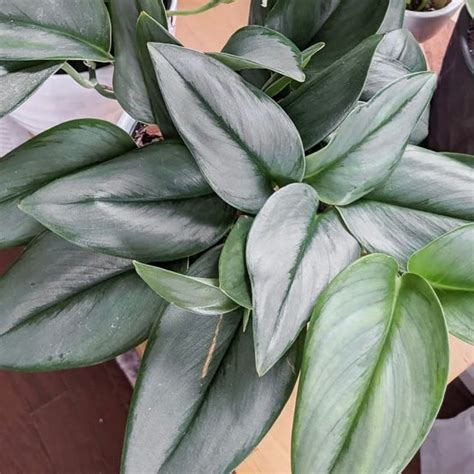 Scindapsus 'Moonlight'