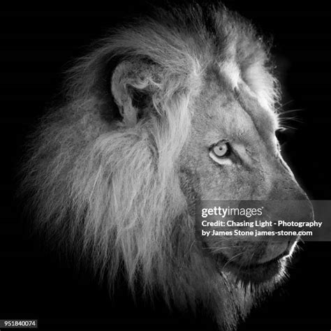 16837 Lion Head Stock Photos High Res Pictures And Images Getty Images