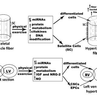 Overview Of Mir Gene And Transcript A Mir Gene Is Located In