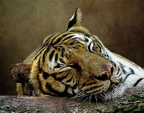 Let Sleeping Tigers Lie Photograph By Cheryl Frischkorn Fine Art America