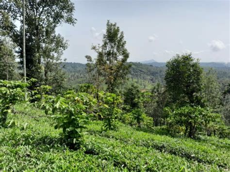 Tea Plantation For Sale At Meppady Wayanad Housefind