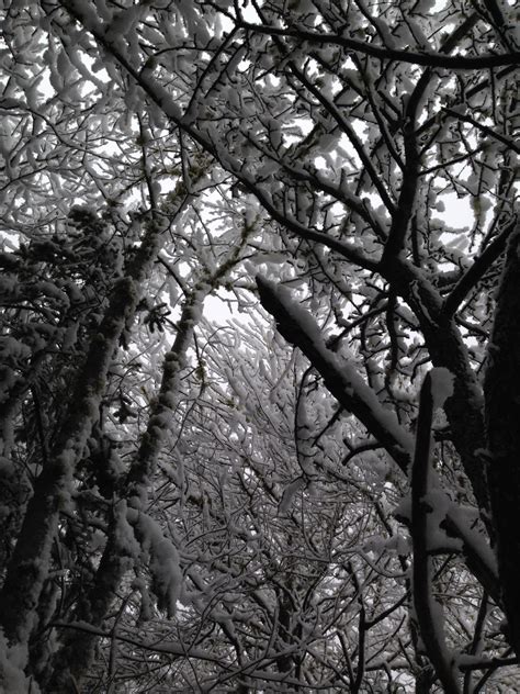 Fotos gratis paisaje árbol naturaleza bosque rama nieve frío