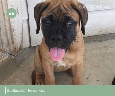 Bullmastiff Pit Mix: overview and 14 photos of the Mix - YOUR MASTIFF