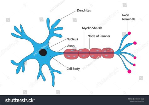 Biological Anatomy Of Typical Neuron Cell Royalty Free Stock Vector