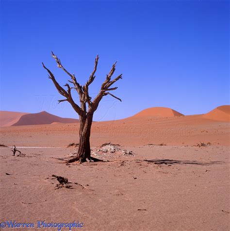 Dead Tree In The Namib Desert Photo Wp06893