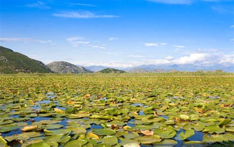 Skadar Lake National Park Montenegro Stock Photo Image Of Reflection