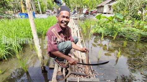 Video Perajin Alat Penanam Padi Tradisional Di Kabupaten Batola