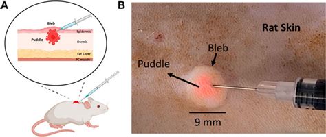 Frontiers Molecular Distribution In Intradermal Injection For