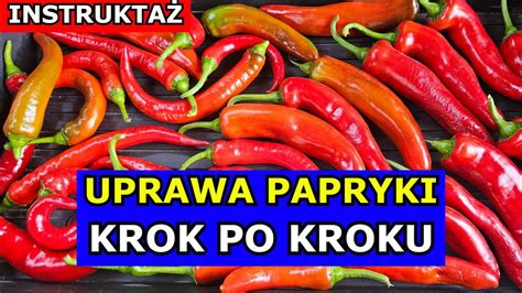 Jak Uprawia Papryk Krok Po Kroku Uprawa Papryki Od Sadzenia Do