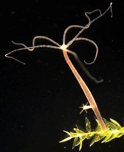 Hydrozoa - Alchetron, The Free Social Encyclopedia