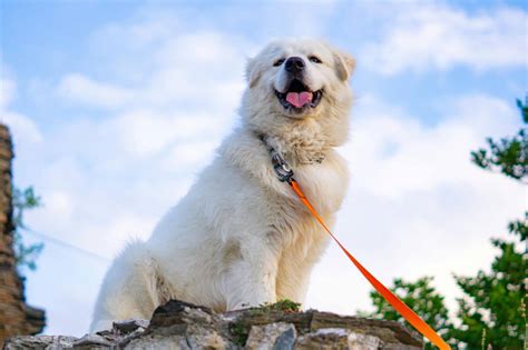 13 Impressive Large White Dog Breeds That Steal Hearts