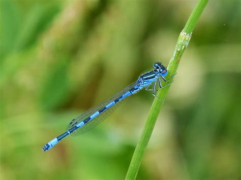 Free Images Grass Green Fauna Invertebrate Close Up Beauty