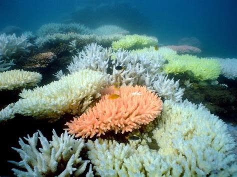 Fotos Korallenbleiche Im Great Barrier Reef Der Spiegel