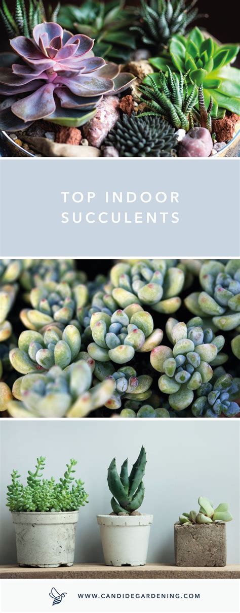 6 Types Of Succulents Perfect For The Home Discover Candide Gardening Types Of Succulents