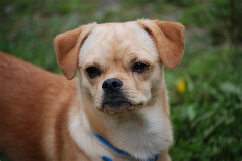 Pekinés de pelo corto - Peluquería Canina Locura de Pelos