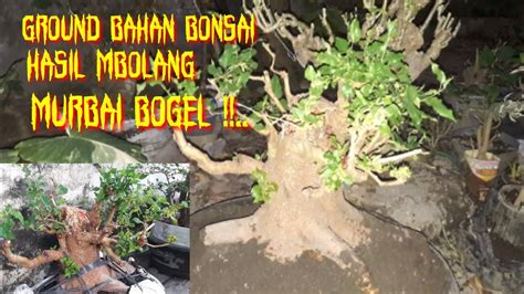 Groud Bahan Bonsai Murbai Hasil Dongkel Di Alam Liar Youtube