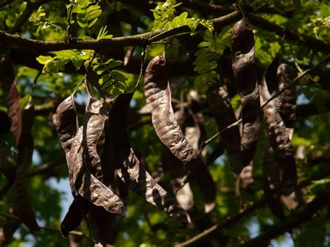 Algarroba Qu Es Origen Propiedades Y Usos Culinarios