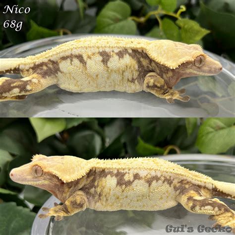 Guis Geckos Collection Morphmarket