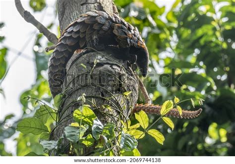 Globally Threatened Long-tailed Pangolin African Black-bellied Stock ...