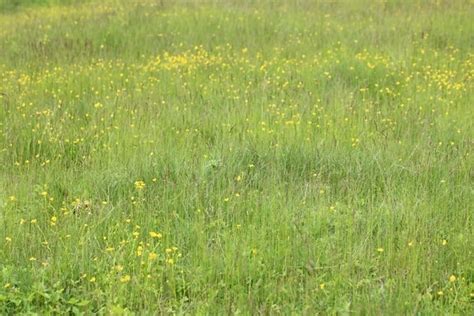 Free Picture Grass Landscape Field Nature Sky Rural Meadow Grassland