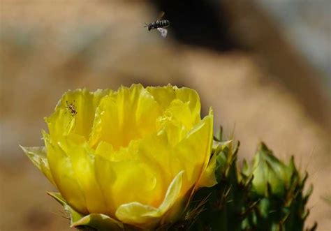 Les Abeilles Aiment Elles Les Plantes Succulentes Cultiver Des