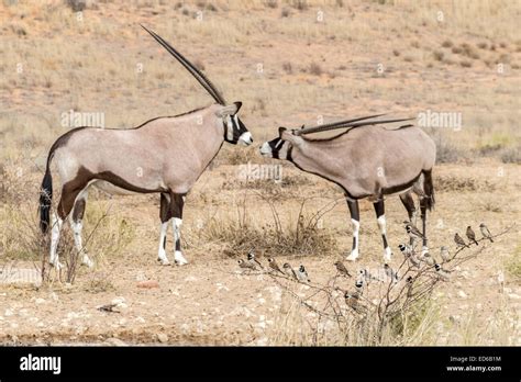 Oryx Aka Gemsbok Plus Cape Sparrows Passer Melanurus Kgalagadi