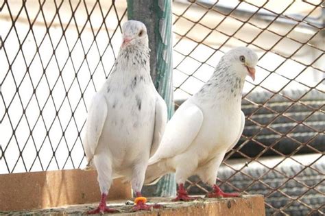 Pakistani Jonsiry Pigeons Pigeons Photos Pigeons Care Pigeons For