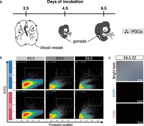 Prediction Of Sex Determination Mechanisms In Avian Primordial Germ