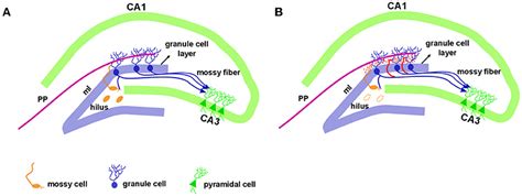 frontiers  mossy fiber sprouting  potential therapeutic target