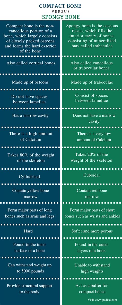 Difference Between Compact and Spongy Bone | Definition, Features, Function