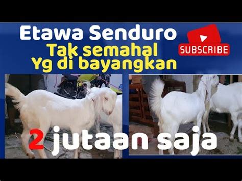 Pengiriman Kambing Etawa Senduro YouTube