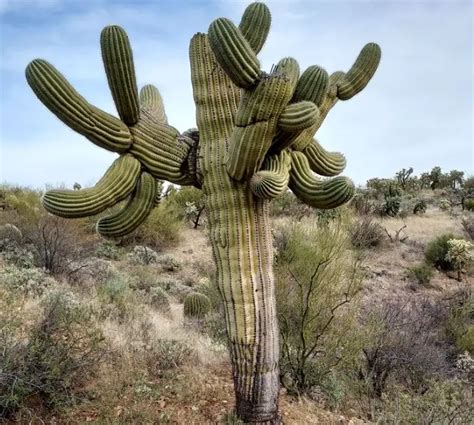 Are Saguaro Cactus Protected? What to Know – Citycacti