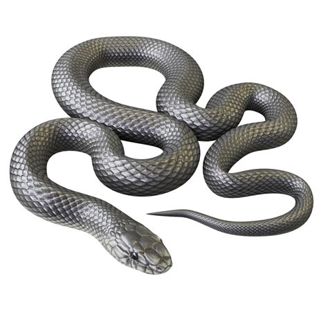 3d Model Black Mamba Animation Turbosquid 1264247