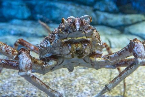 King crab stock photo. Image of underwater, live, seafood - 80768512